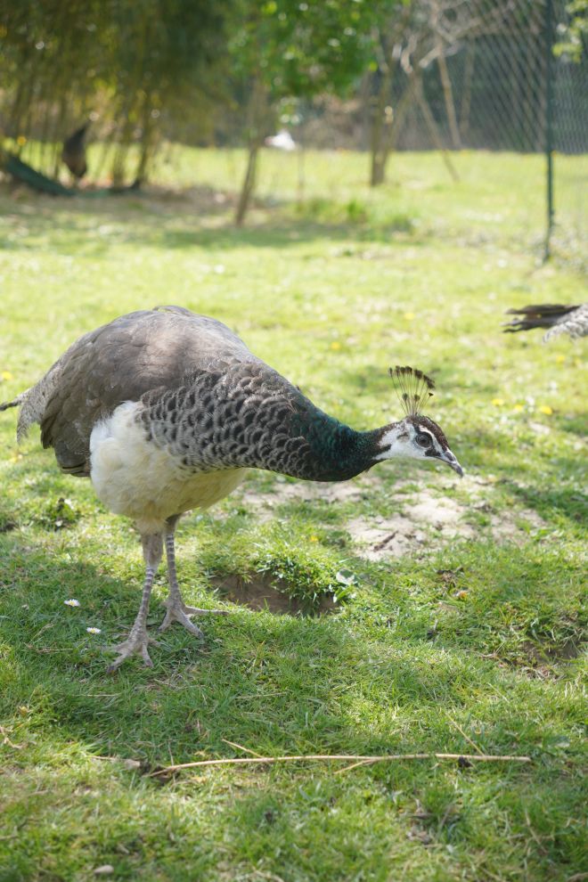 Pauni Mihovljan (31)