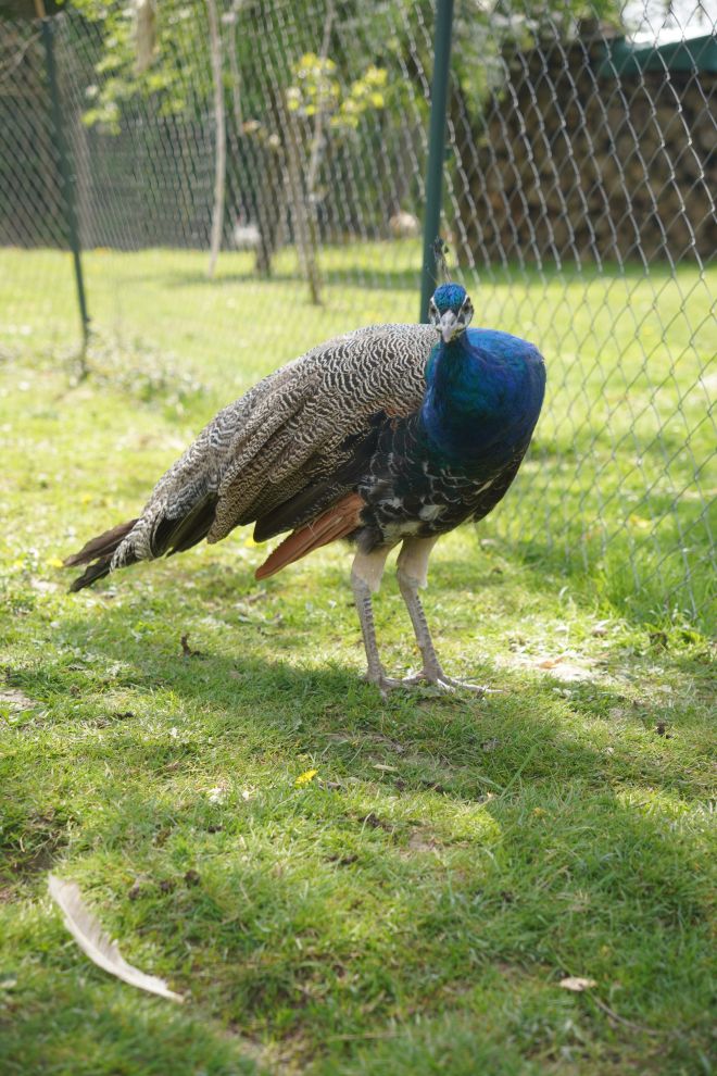 Pauni Mihovljan (32)