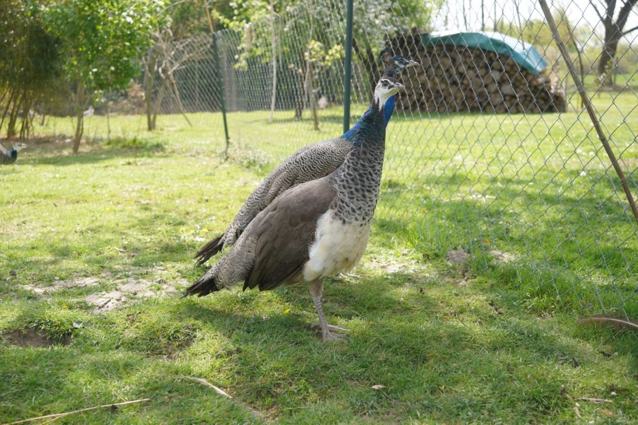 Pauni Mihovljan (33)