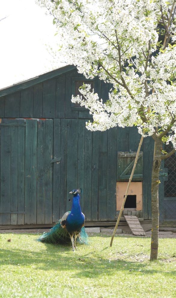 Pauni Mihovljan (34)