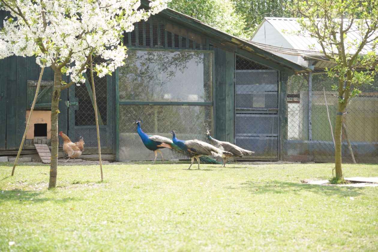 Pauni Mihovljan (35)