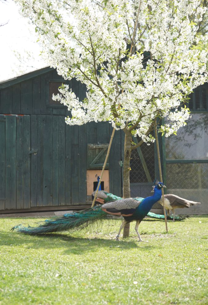 Pauni Mihovljan (36)