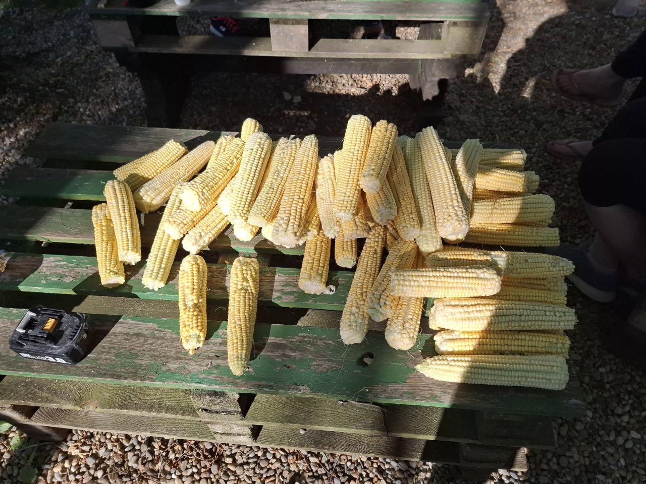 Pečenica party Goričan 2025 (7) Pečenica party Goričan 2025 (7)