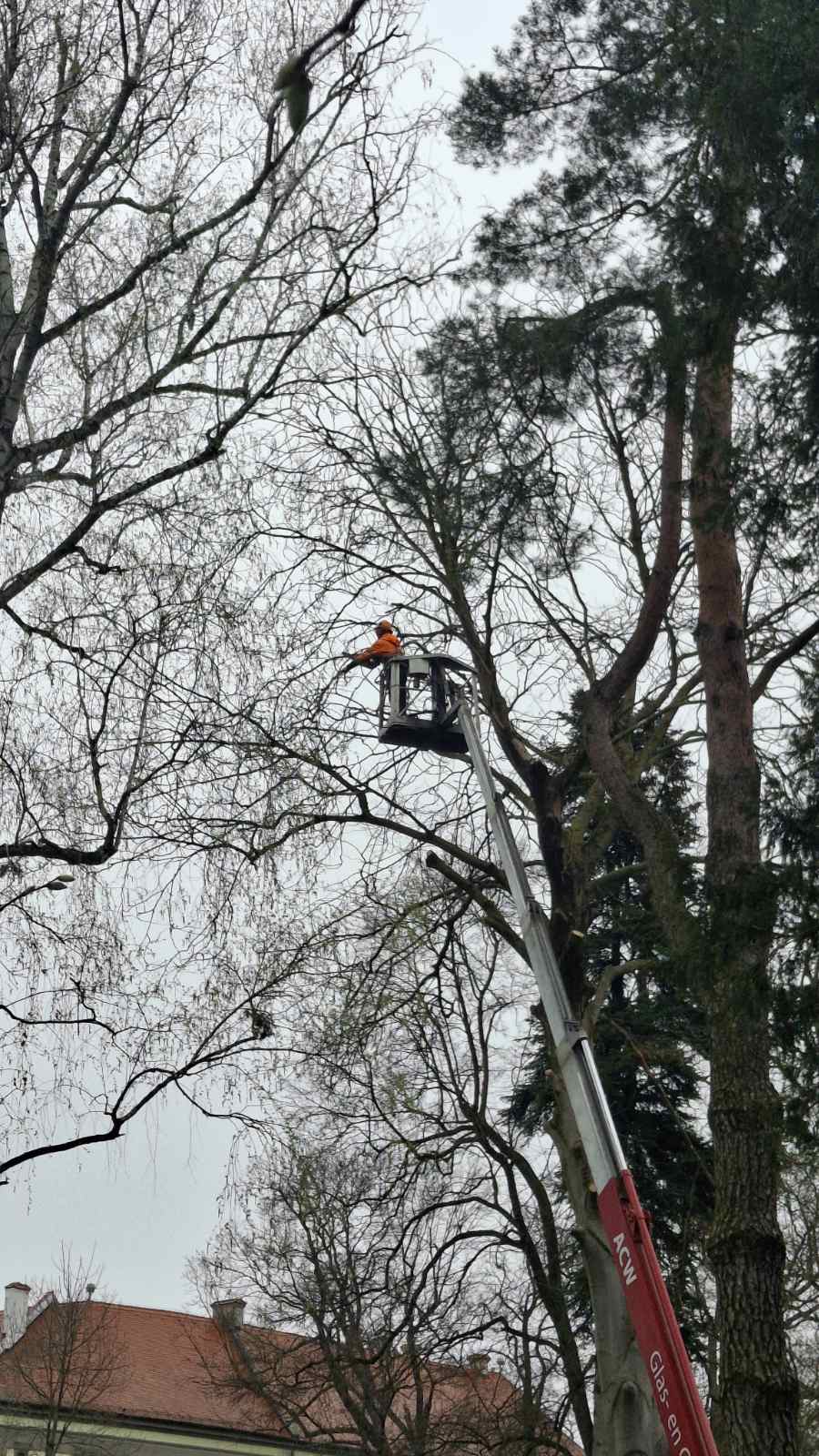 Perivoj zrinskih nevrijeme srušeno stablo (1) Perivoj zrinskih nevrijeme srušeno stablo (1)