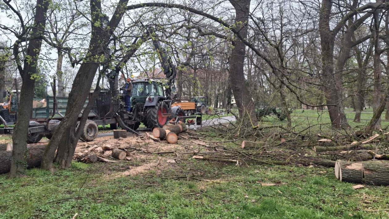 Perivoj zrinskih nevrijeme srušeno stablo (5) Perivoj zrinskih nevrijeme srušeno stablo (5)