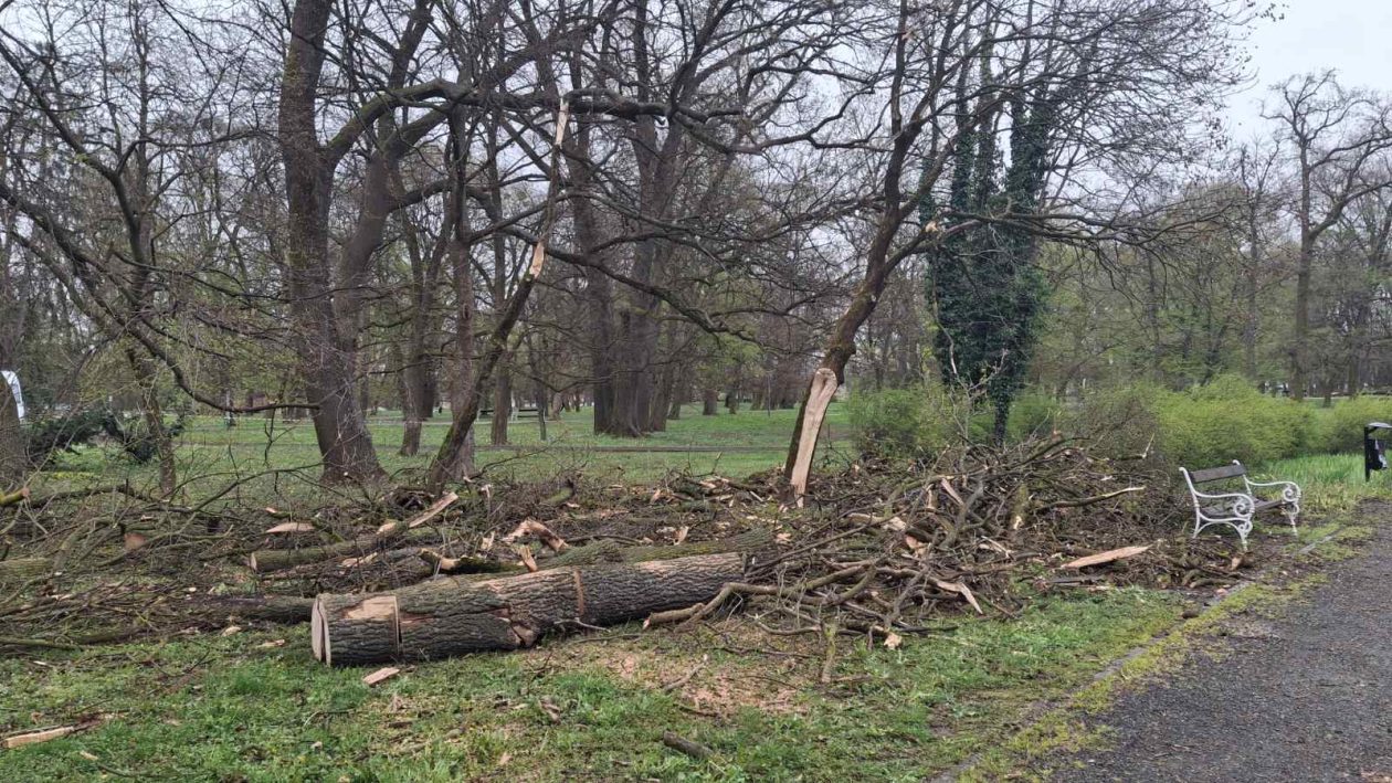 Perivoj zrinskih nevrijeme srušeno stablo (6) Perivoj zrinskih nevrijeme srušeno stablo (6)
