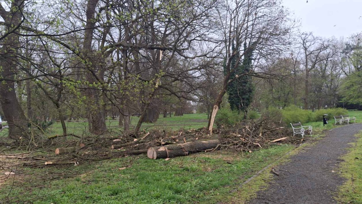Perivoj zrinskih nevrijeme srušeno stablo (7) Perivoj zrinskih nevrijeme srušeno stablo (7)