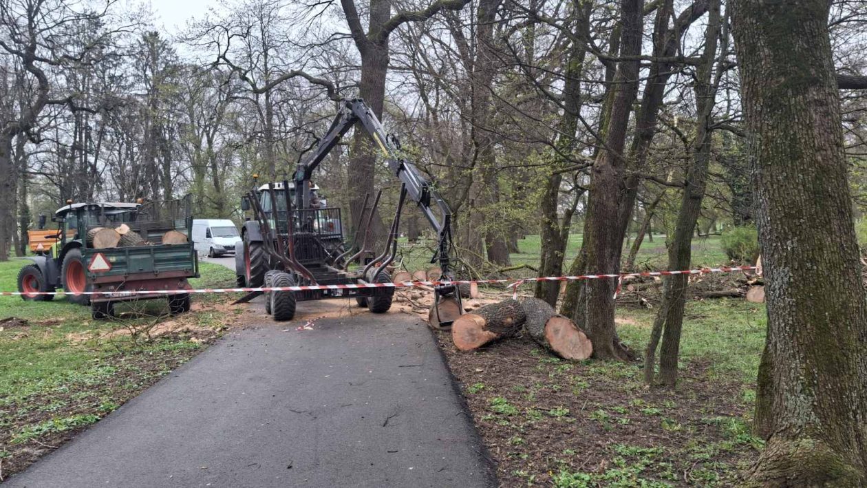Perivoj zrinskih nevrijeme srušeno stablo (8) Perivoj zrinskih nevrijeme srušeno stablo (8)