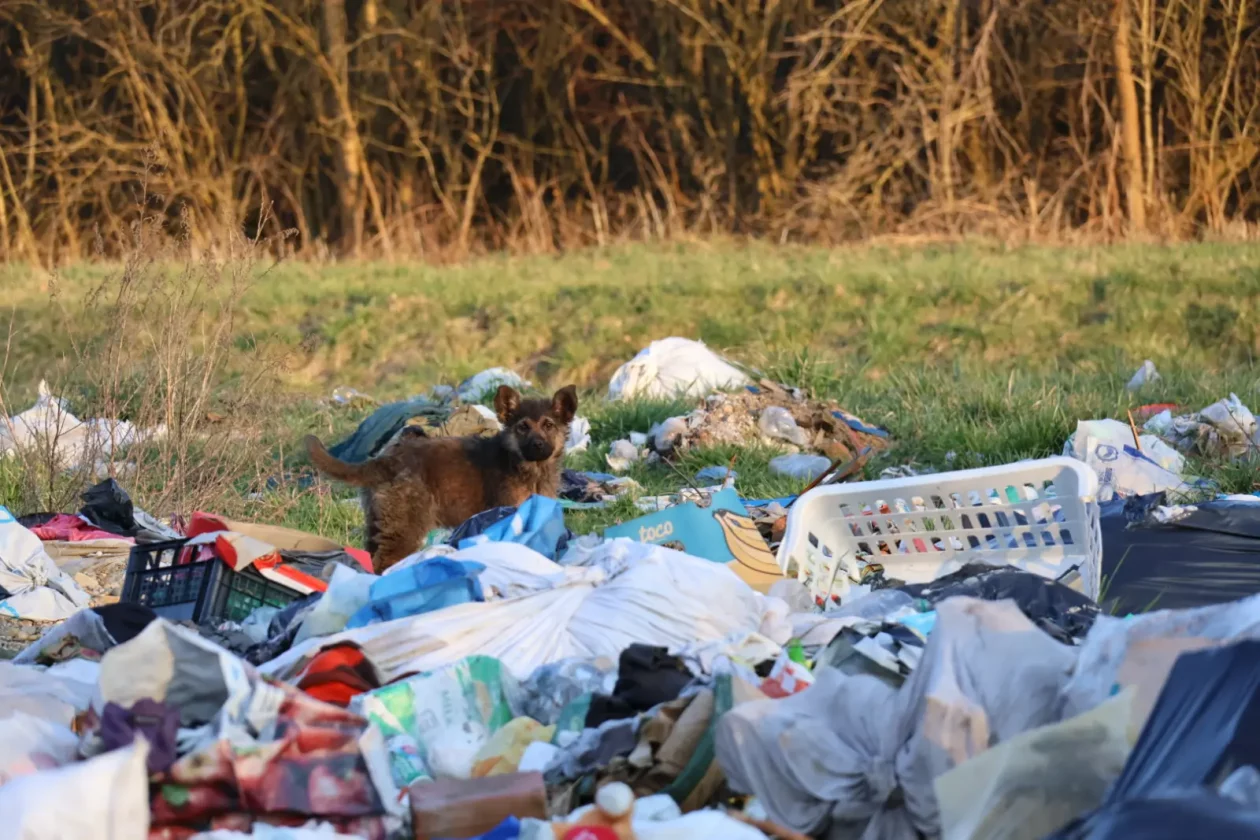 Piškorovec romsko naselje (29)