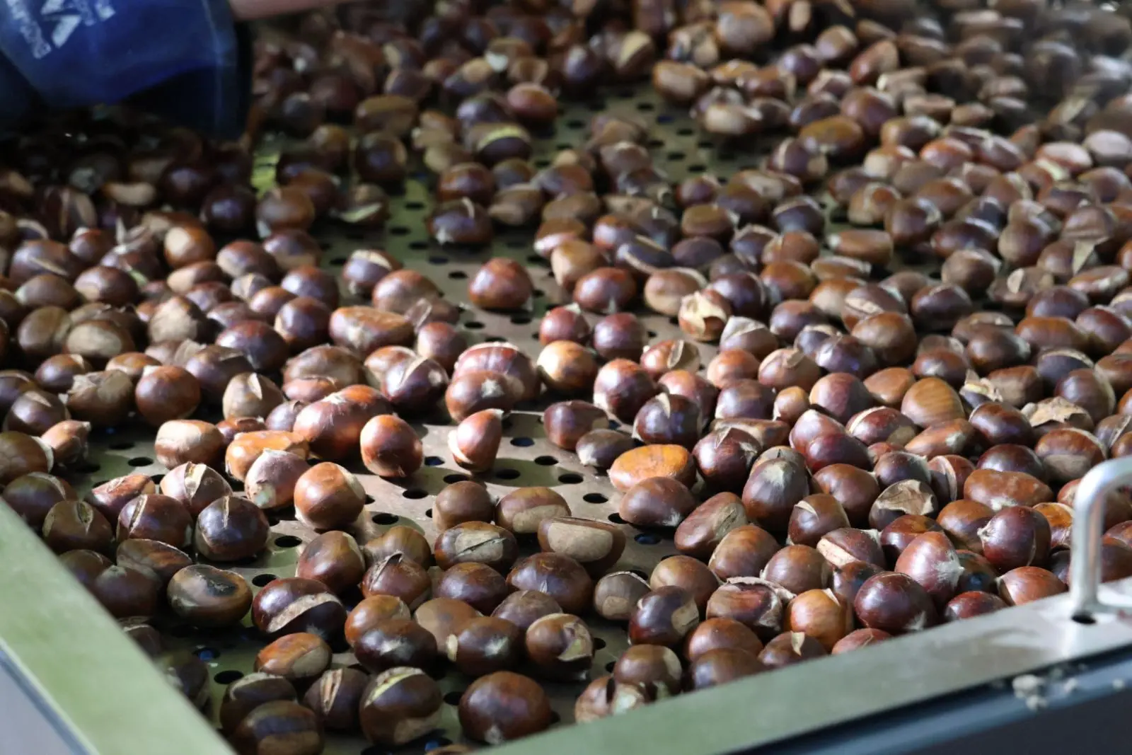 Plešivica, Kestenijada, Davor Bestijanić, Nikola Škvorc, kesteni (2)