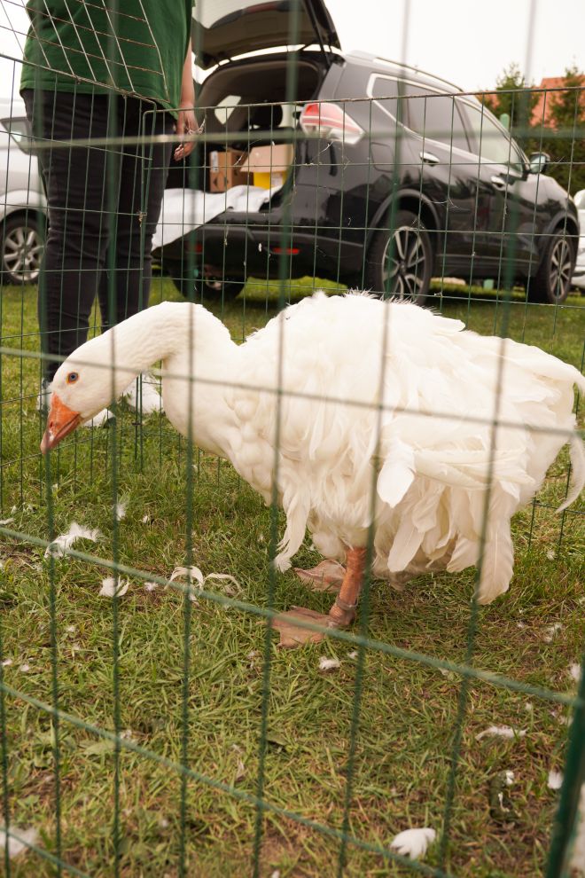 Pokazno-prodajna izložba malih životinja Nedelišće (1)