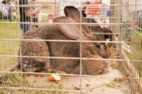 Pokazno-prodajna izložba malih životinja Nedelišće (10)