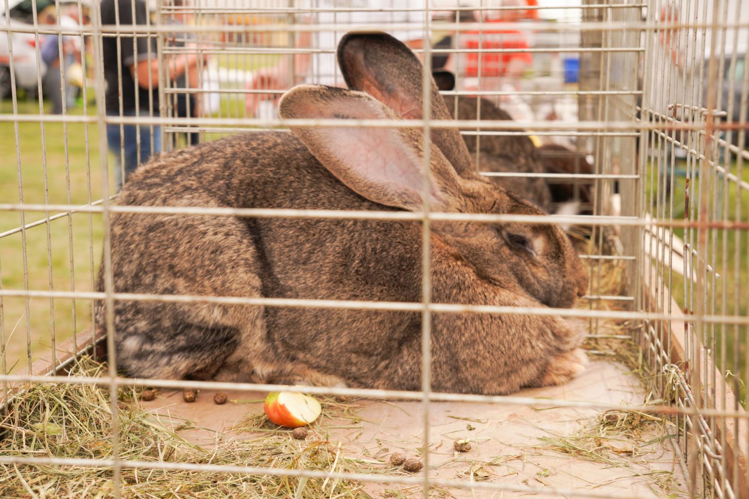 Pokazno-prodajna izložba malih životinja Nedelišće (10)