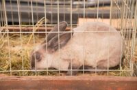 Pokazno-prodajna izložba malih životinja Nedelišće (11)