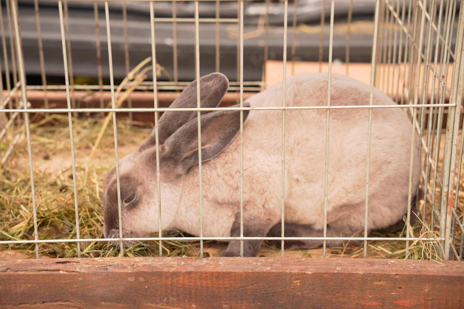 Pokazno-prodajna izložba malih životinja Nedelišće (11)