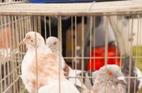 Pokazno-prodajna izložba malih životinja Nedelišće (12)