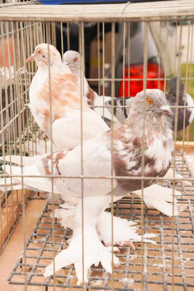 Pokazno-prodajna izložba malih životinja Nedelišće (12)