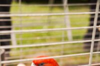 Pokazno-prodajna izložba malih životinja Nedelišće (13)