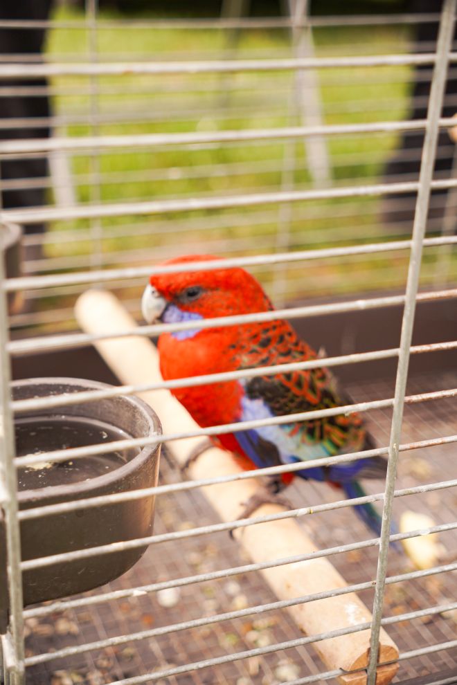 Pokazno-prodajna izložba malih životinja Nedelišće (13)