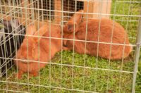 Pokazno-prodajna izložba malih životinja Nedelišće (15)