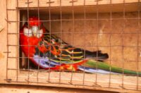 Pokazno-prodajna izložba malih životinja Nedelišće (16)