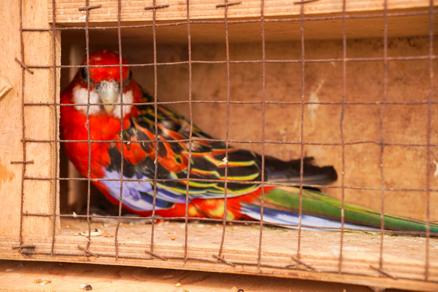 Pokazno-prodajna izložba malih životinja Nedelišće (16)