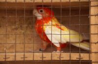 Pokazno-prodajna izložba malih životinja Nedelišće (17)