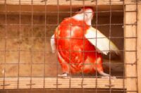 Pokazno-prodajna izložba malih životinja Nedelišće (18)