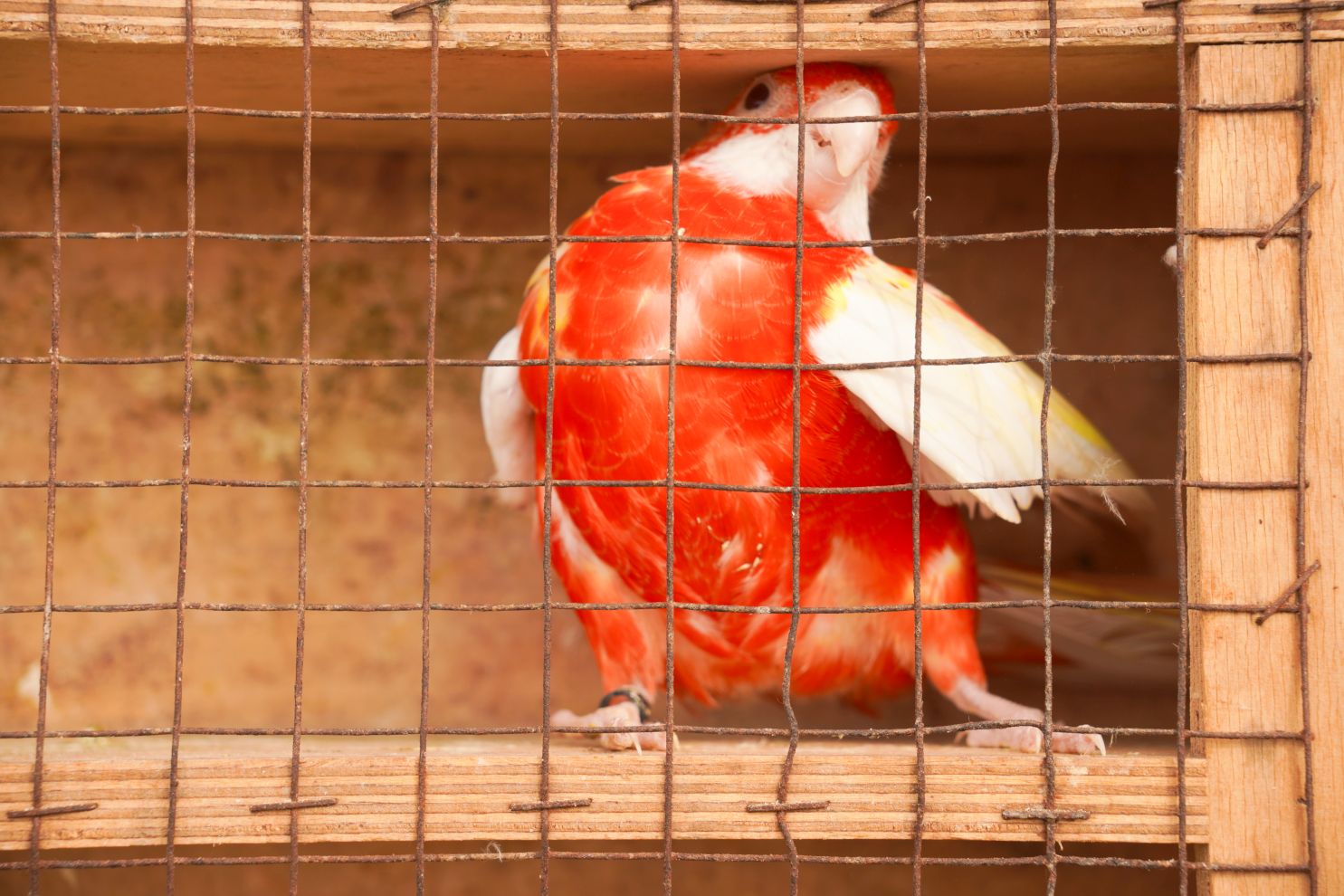 Pokazno-prodajna izložba malih životinja Nedelišće (18)