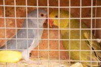 Pokazno-prodajna izložba malih životinja Nedelišće (19)