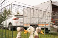 Pokazno-prodajna izložba malih životinja Nedelišće (2)