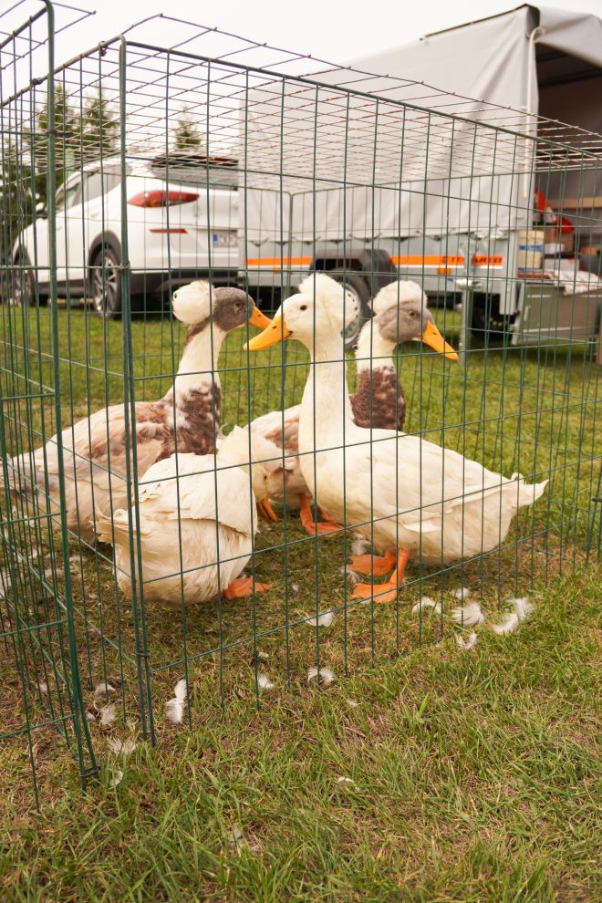 Pokazno-prodajna izložba malih životinja Nedelišće (2)