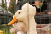 Pokazno-prodajna izložba malih životinja Nedelišće (5)