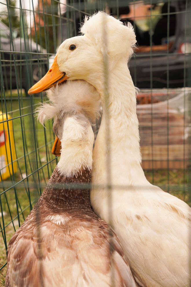 Pokazno-prodajna izložba malih životinja Nedelišće (5)