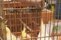 Pokazno-prodajna izložba malih životinja Nedelišće (7)