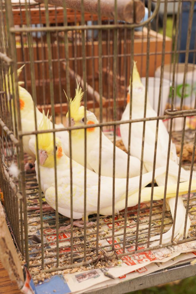 Pokazno-prodajna izložba malih životinja Nedelišće (7)