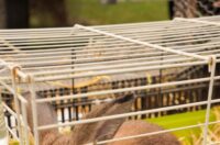 Pokazno-prodajna izložba malih životinja Nedelišće (8)