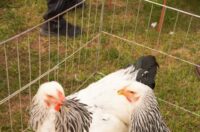 Pokazno-prodajna izložba malih životinja Nedelišće (9)