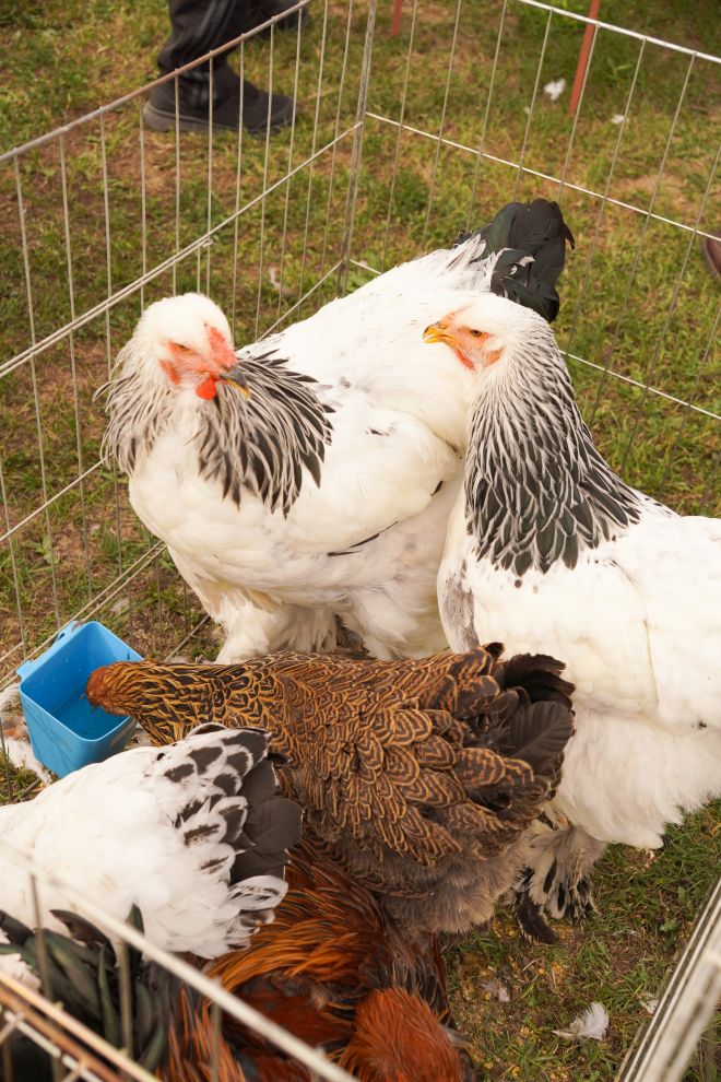 Pokazno-prodajna izložba malih životinja Nedelišće (9)