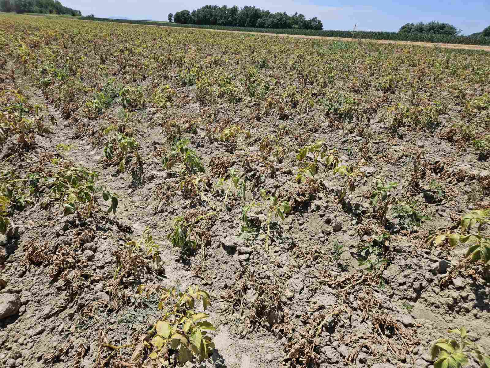 Polja krumpira bez navodnjavanja