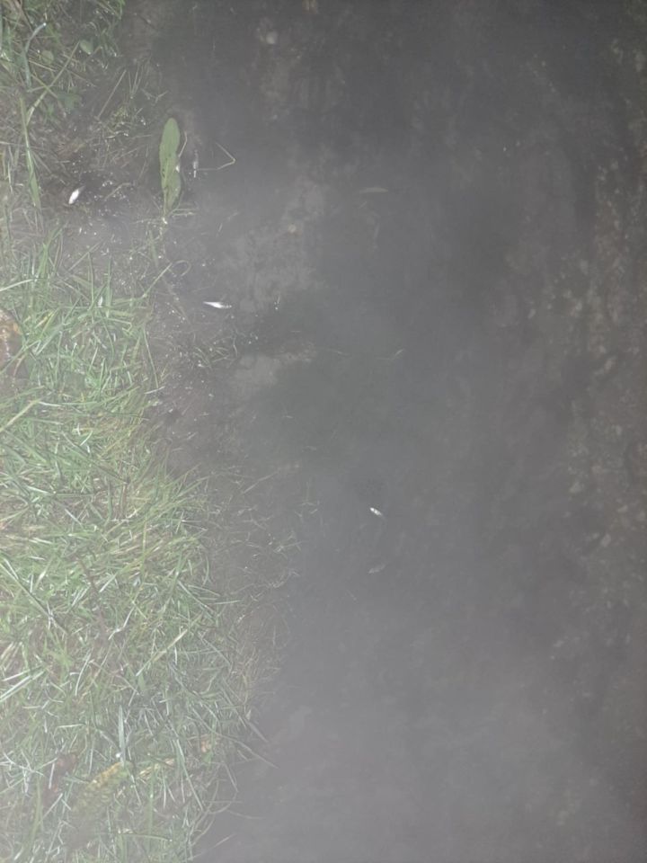 Pomor riba u Donjem Međimurju sumnja na ispuštanje štetnih tvari u potok (1) Pomor riba u Donjem Međimurju sumnja na ispuštanje štetnih tvari u potok (1)