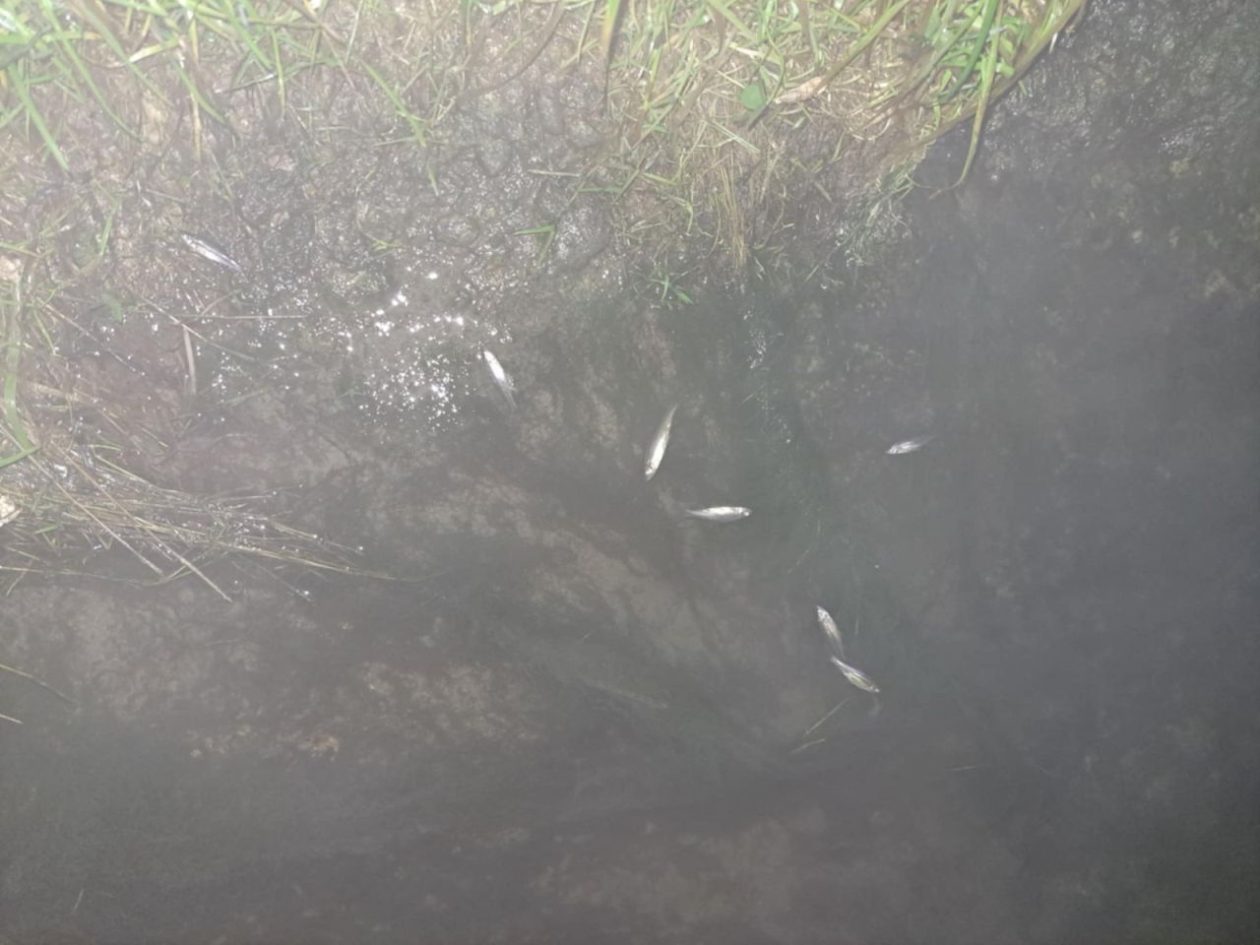 Pomor riba u Donjem Međimurju sumnja na ispuštanje štetnih tvari u potok (3) Pomor riba u Donjem Međimurju sumnja na ispuštanje štetnih tvari u potok (3)
