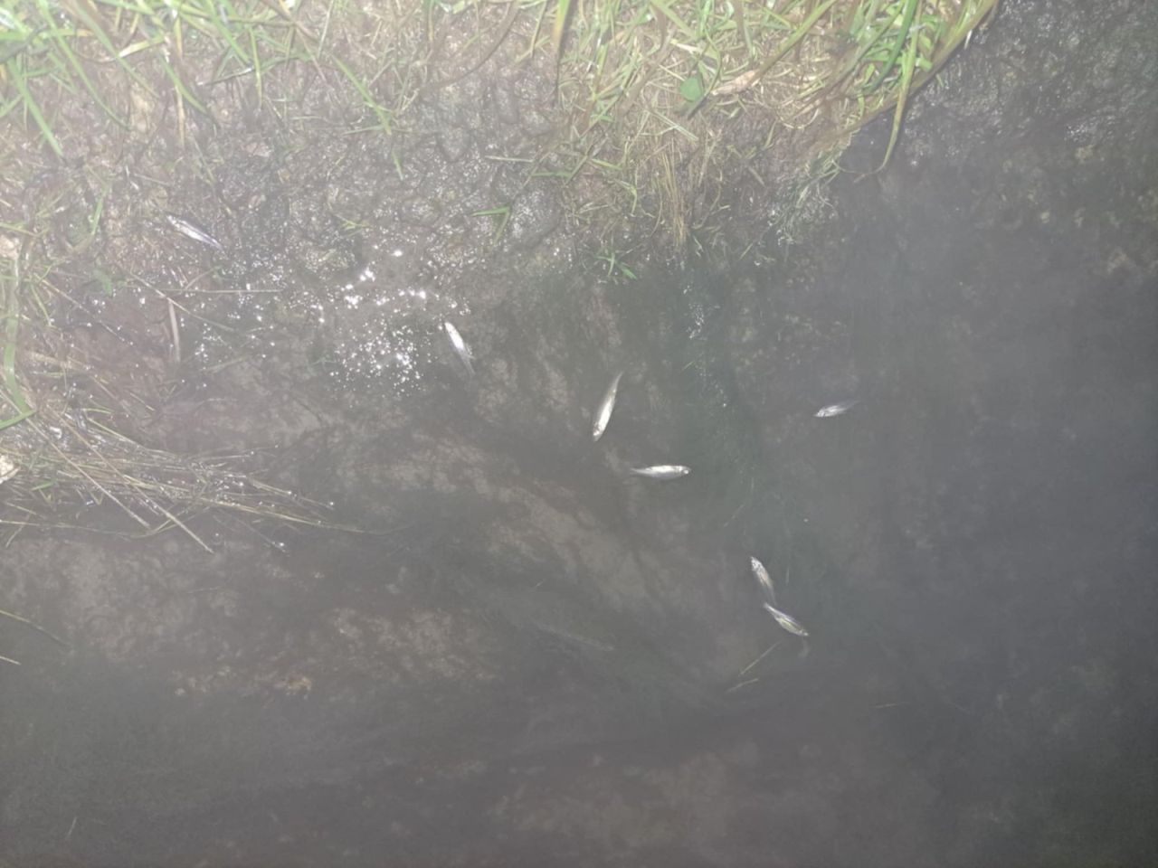 Pomor riba u Donjem Međimurju sumnja na ispuštanje štetnih tvari u potok (3) Pomor riba u Donjem Međimurju sumnja na ispuštanje štetnih tvari u potok (3)