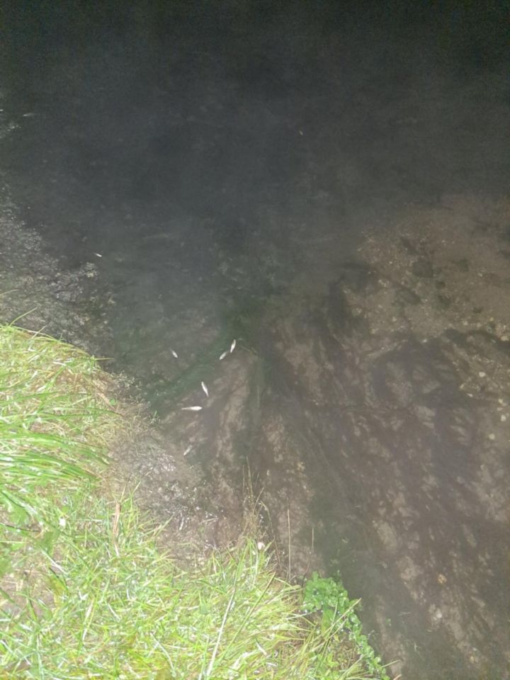 Pomor riba u Donjem Međimurju sumnja na ispuštanje štetnih tvari u potok (4) Pomor riba u Donjem Međimurju sumnja na ispuštanje štetnih tvari u potok (4)