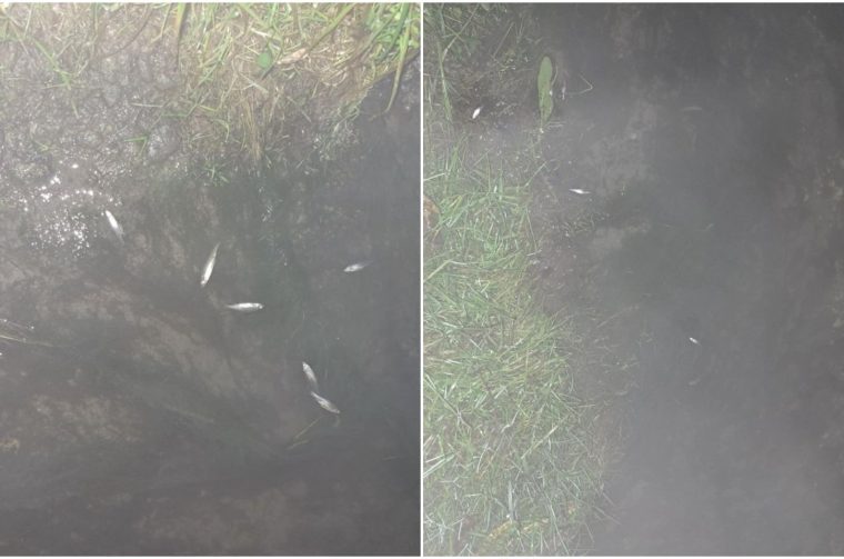 Pomor riba u Donjem Međimurju sumnja na ispuštanje štetnih tvari u potok (5) Pomor riba u Donjem Međimurju sumnja na ispuštanje štetnih tvari u potok (5)