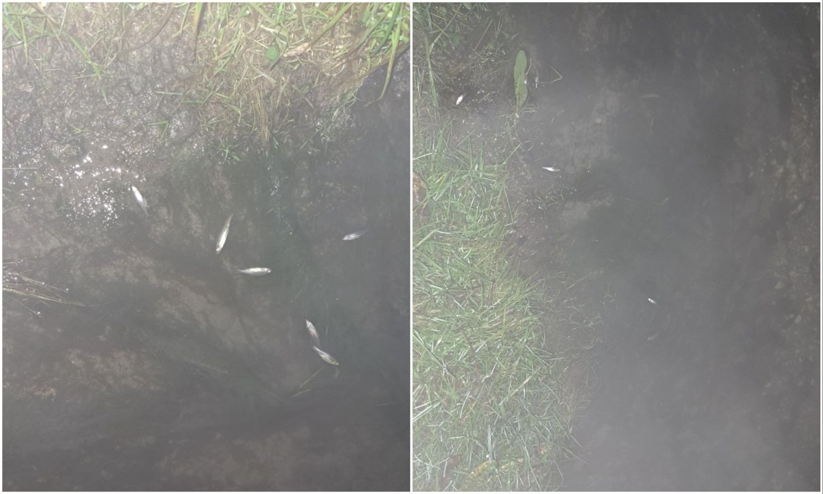 Pomor riba u Donjem Međimurju sumnja na ispuštanje štetnih tvari u potok (5) Pomor riba u Donjem Međimurju sumnja na ispuštanje štetnih tvari u potok (5)