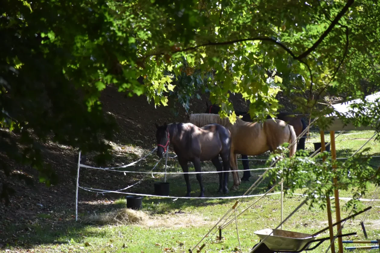 Porcijunkulovo 2025, 3. dan, Klikom po proščenju (1)