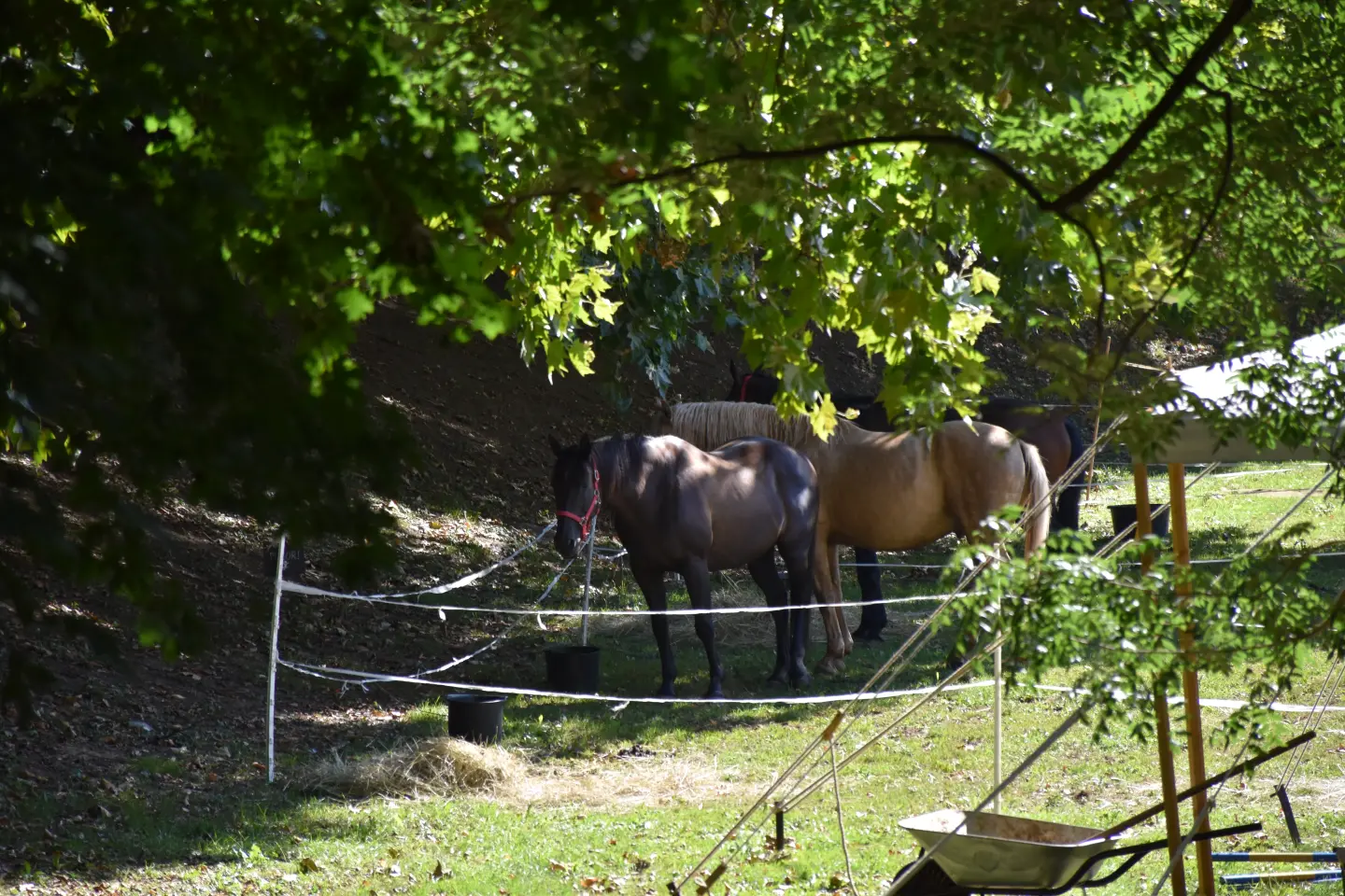 Porcijunkulovo 2025, 3. dan, Klikom po proščenju (1)
