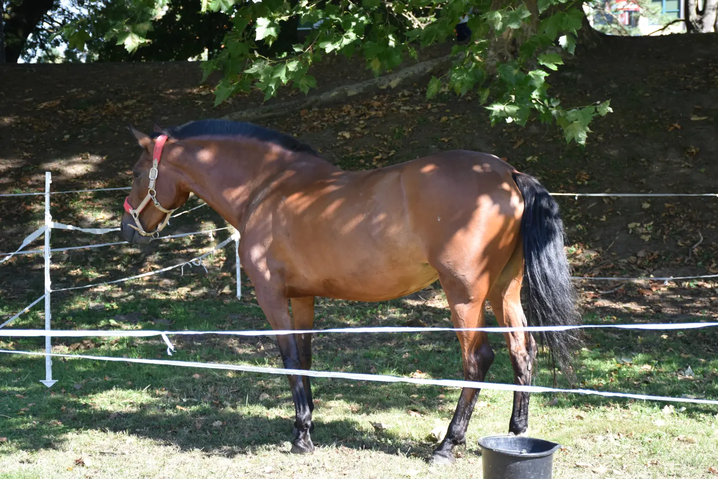 Porcijunkulovo 2025, 3. dan, Klikom po proščenju (3)