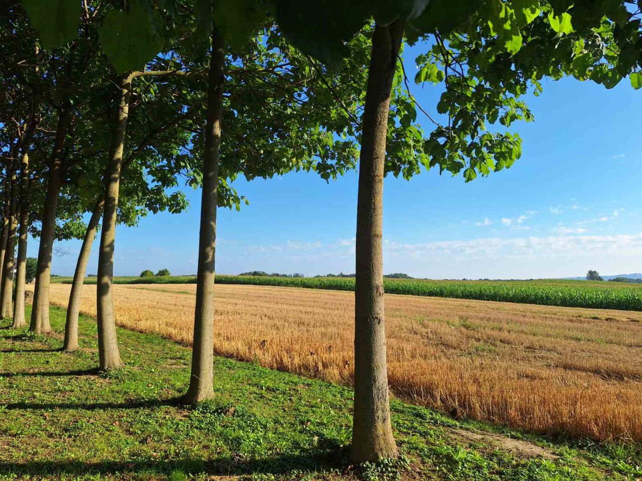 Postavljanje Pikača u Selnici (4) Postavljanje Pikača u Selnici (4)
